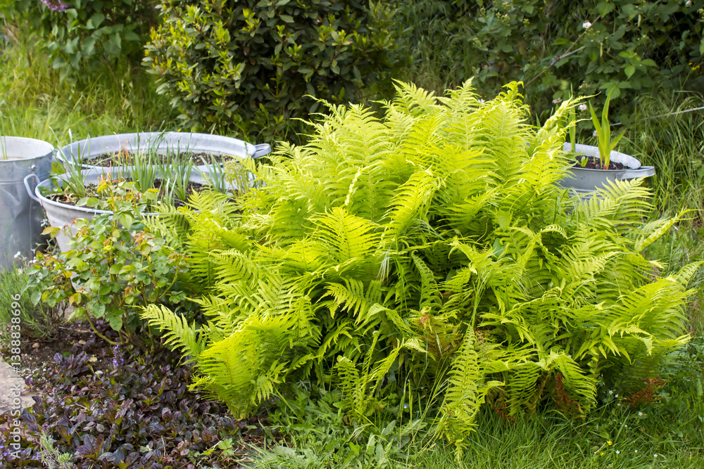 rustic garden - fern and plants in tin tub