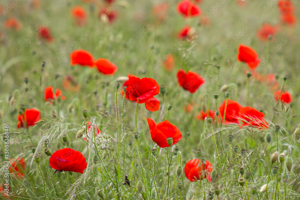 wild poppy flowers in the meadow - soft focus wild poppy flowers in the meadow - soft focus