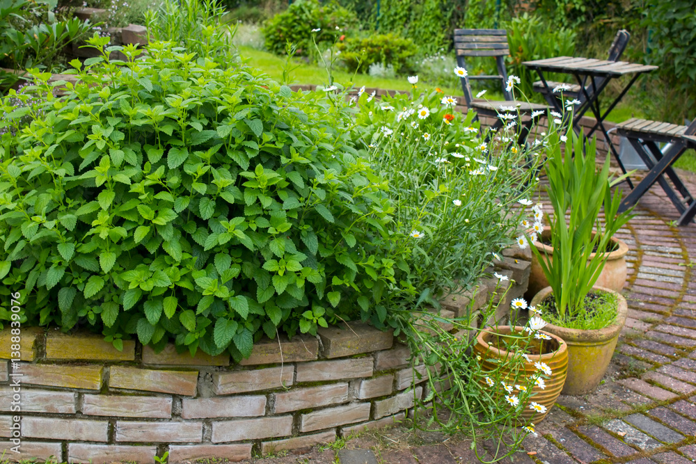 herb spiral in the garden with fresh herbs and flowers