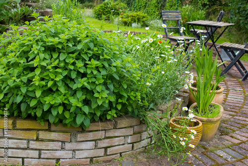 Obraz na płótnie herb spiral in the garden with fresh herbs and flowers w salonie