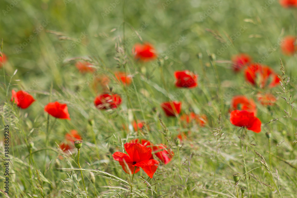 wild poppy flowers in the meadow - soft focus