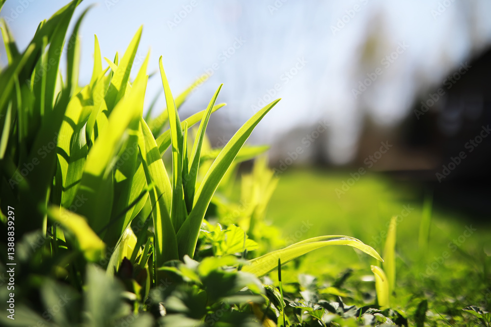 Fototapeta premium Close-Up of Lush Green Grass and Leaves in Sunlight with Blurred Background