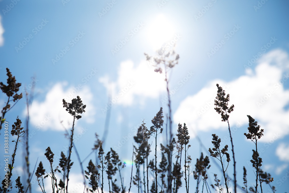 Fototapeta premium Serene Sunny Day with Wildflowers and Clear Blue Sky with Fluffy Clouds