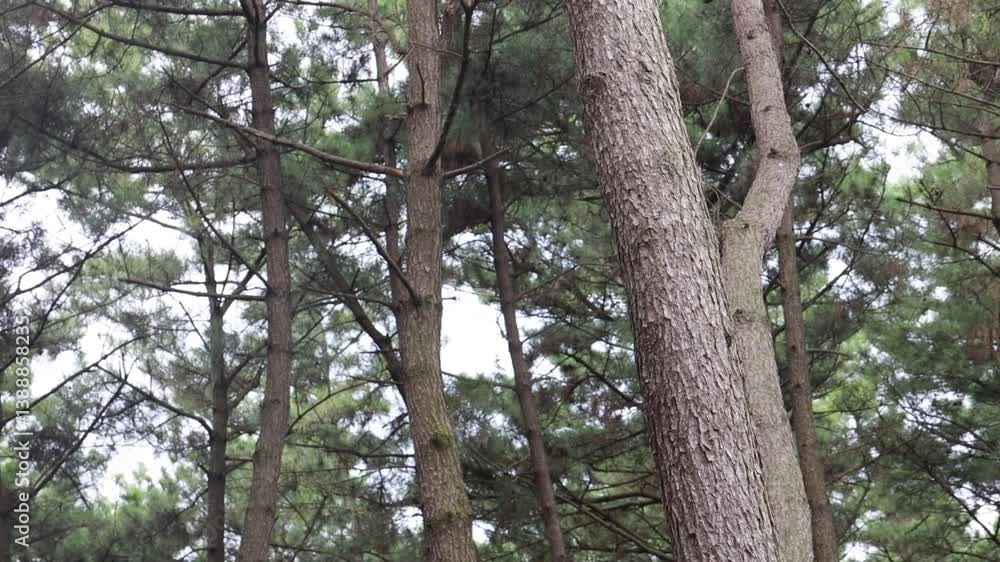 trees in the forest, trees in the mountain