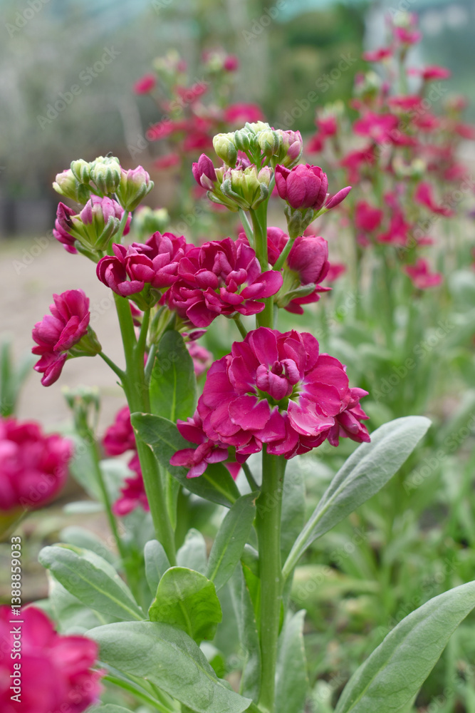 Red Hoary Stock, Red Hoary Stock or Matthiola Incana is a member of the Brassicaceae family of flowering plants. It's also commonly known as Brompton Stock, Common Stock, Red flower in garden Red Hoary Stock, Red Hoary Stock or Matthiola Incana is a member of the Brassicaceae family of flowering plants. It's also commonly known as Brompton Stock, Common Stock, Red flower in garden