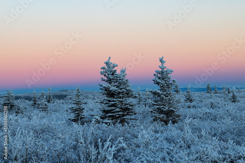 Pink sky over snowy trees in Alaska