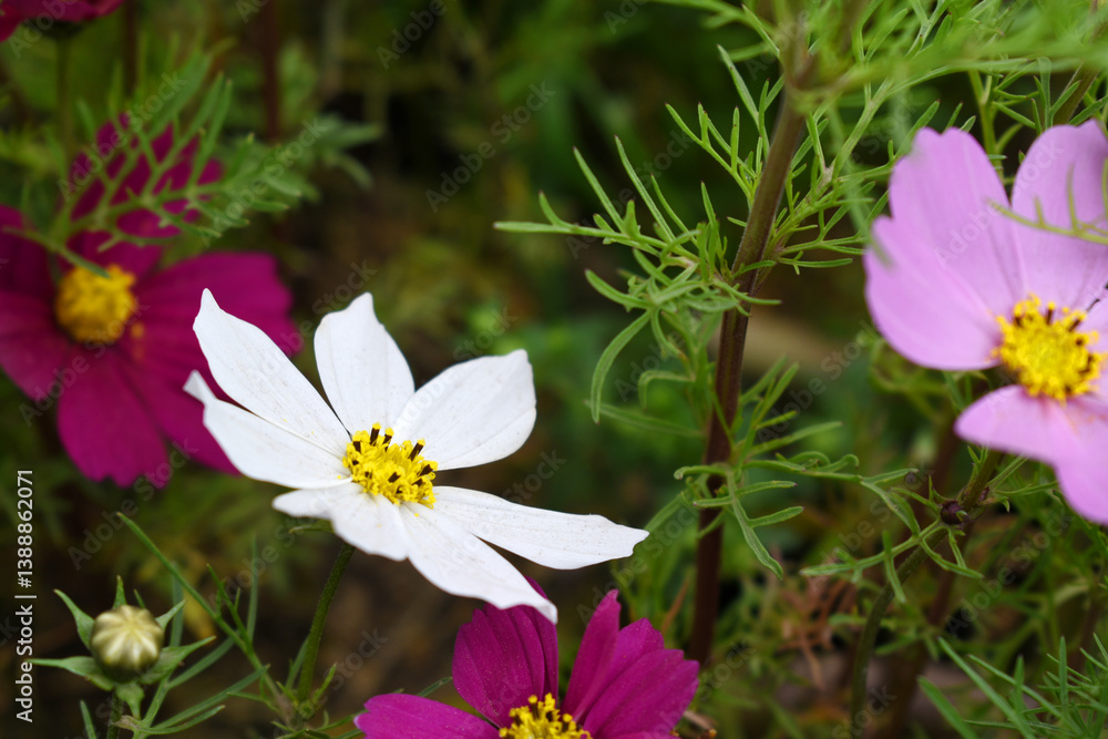 White Cosmos flower, Cosmos flowers, autumn season image, Beautiful White Cosmos flower in the garden. White flowers pictures. Cosmos Bipinnatus, commonly called the garden or Mexican aster White Cosmos flower, Cosmos flowers, autumn season image, Beautiful White Cosmos flower in the garden. White flowers pictures. Cosmos Bipinnatus, commonly called the garden or Mexican aster