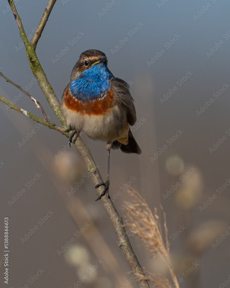 Obraz premium bluethroat on a branch