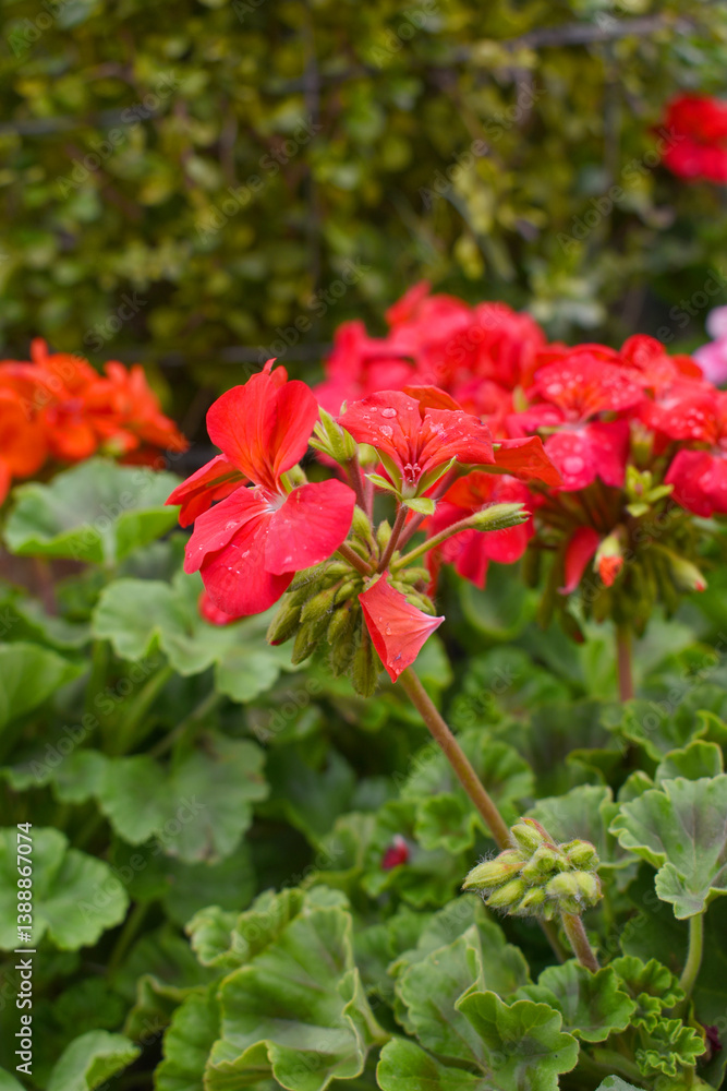 Blooming vibrant red geranium Pelargonium flowers closeup, Blooming of Geranium, closeup shot of red geranium flowers in garden, geranium in the exhibition of geraniums in Chakwal, Punjab, Pakistan Blooming vibrant red geranium Pelargonium flowers closeup, Blooming of Geranium, closeup shot of red geranium flowers in garden, geranium in the exhibition of geraniums in Chakwal, Punjab, Pakistan