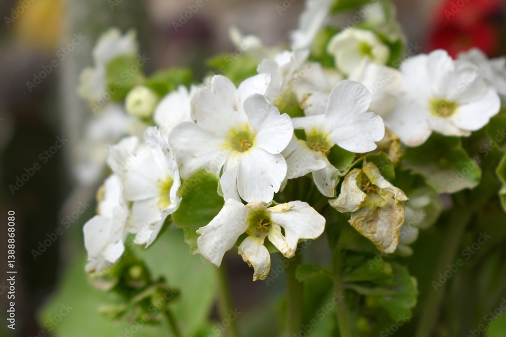Fototapeta premium Blooming vibrant White geranium Pelargonium flowers closeup, Blooming of Geranium, closeup shot of White geranium flowers in garden, geranium in the exhibition of geraniums in Chakwal, Punjab, Pakista