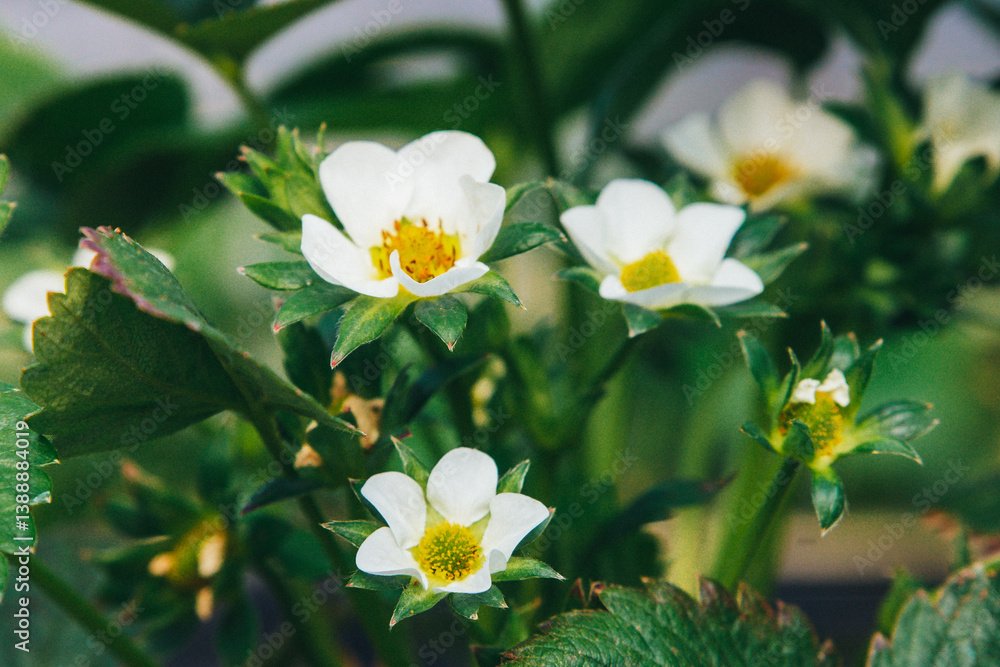 Close-up of blooming strawberry, focus on white flower Close-up of blooming strawberry, focus on white flower