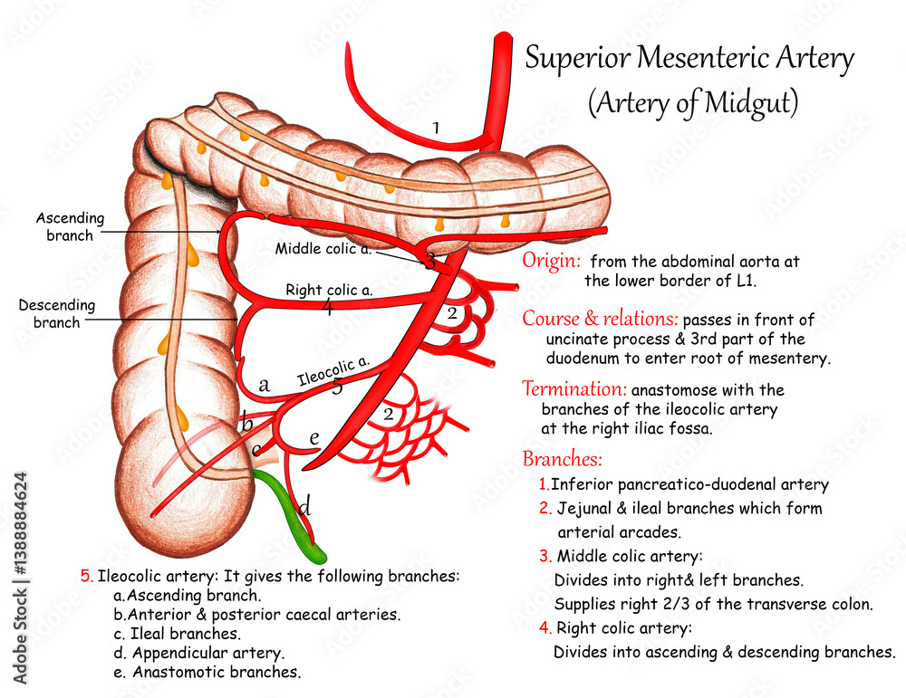 Ταπετσαρία Superior Mesenteric Artery (Artery of Midgut)