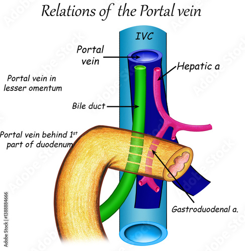 Принти на полотні Relations of  the Portal vein