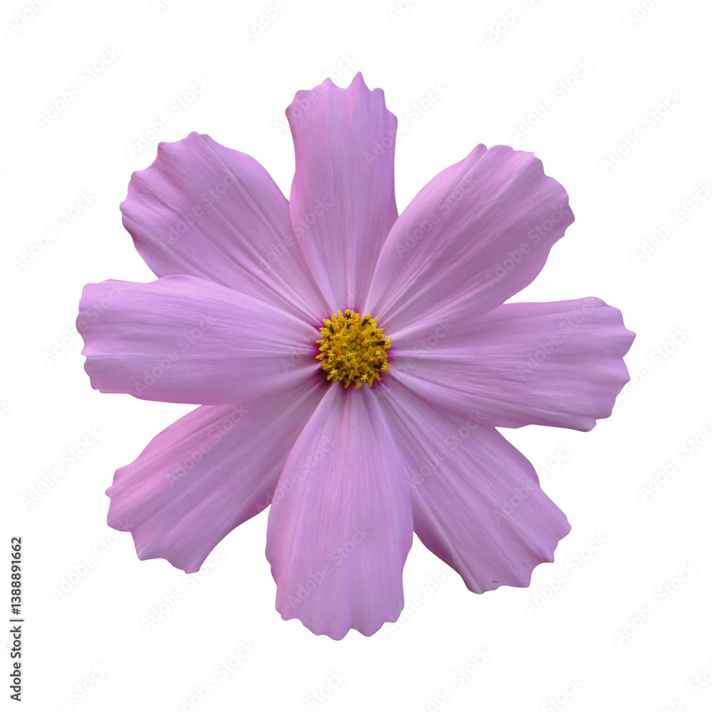 pink cosmos flower isolated pink cosmos flower isolated