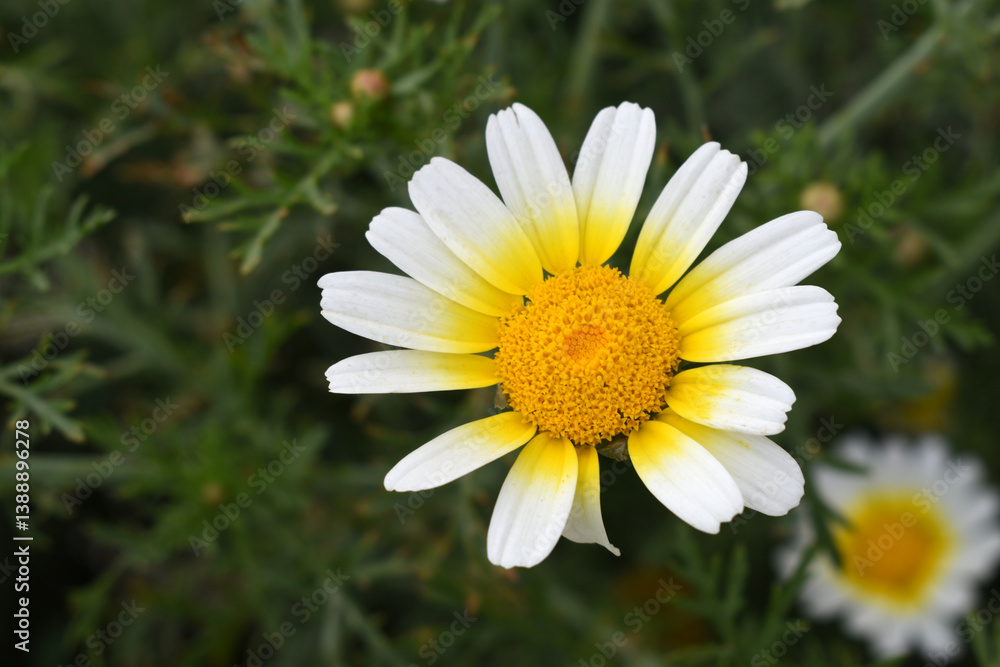 Obraz premium White Yellow Crown Daisy, Close-up of a white and yellow crown daisy flower, blooming in nature, Close-up shot of beautiful White yellow Crown Daisy flower (Chrysanthemum coronarium), Crown Daisy,