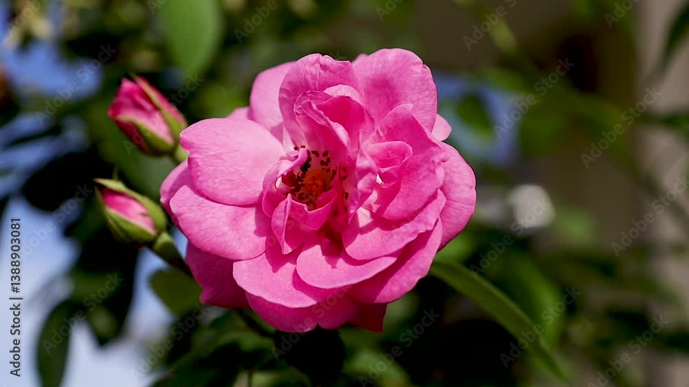 Rosa sp, From Low Angle Single Purple Roses Blooming, With Blue Sky Background, And Bright Immediate Sunlight Rosa sp, From Low Angle Single Purple Roses Blooming, With Blue Sky Background, And Bright Immediate Sunlight