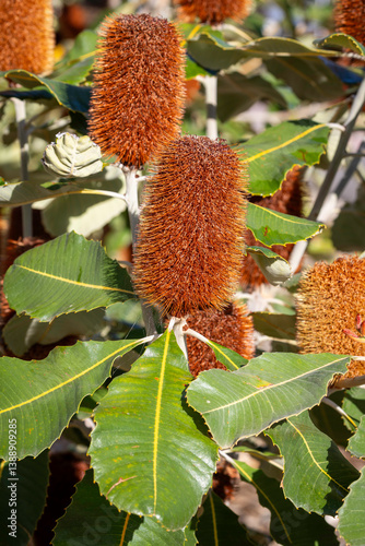 Swamp Banksia (Banksia robur), Canberra, ACT, March 2025