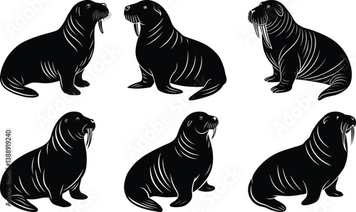 Walrus Silhouette vector