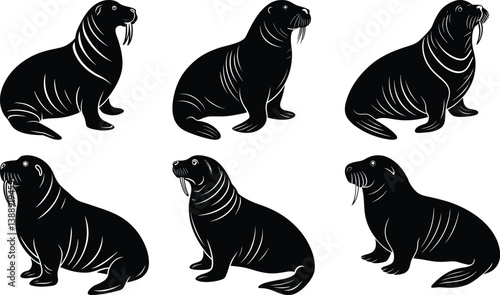 Walrus Silhouette vector