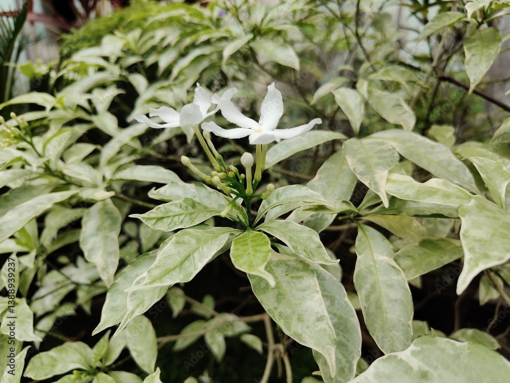 Benefits of Rombusa Flowers “Tabernaemontana corymbosa” as a natural deodorant, moisturizing the skin, removing scars, as a natural conditioner, strengthening hair. Benefits of Rombusa Flowers “Tabernaemontana corymbosa” as a natural deodorant, moisturizing the skin, removing scars, as a natural conditioner, strengthening hair.