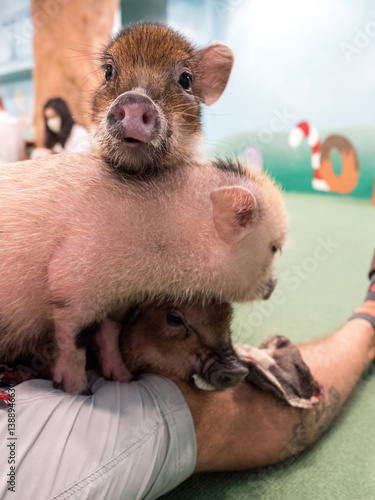 Photography Osaka : Mini Pig Café 4