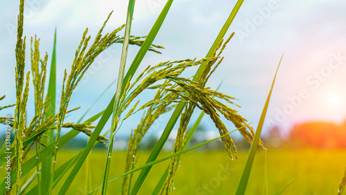 Canvas Print Rice field