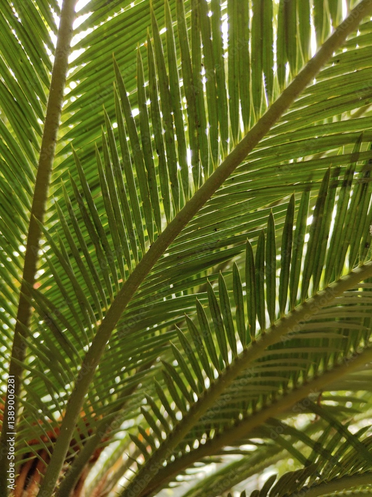 Obraz premium Benefits of Komodoria Palm · 1. Ornamental Plant. · 2. Studio and Wedding Event Decoration. · 3. Air Conditioner. · 4. Easy to Care for.