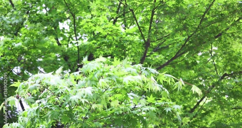 A green maple tree leaves swaying gently in the spring wind breeze during daytime in the park garden.