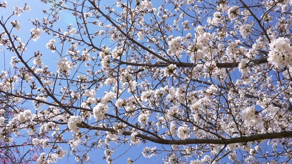 Vibrant cherry blossoms bursting into full bloom in spring Vibrant cherry blossoms bursting into full bloom in spring