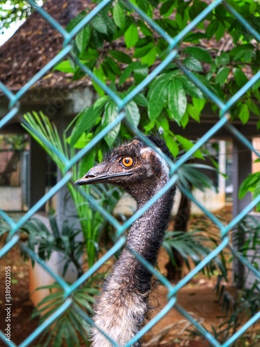 close up of beautiful emu face at the zoo