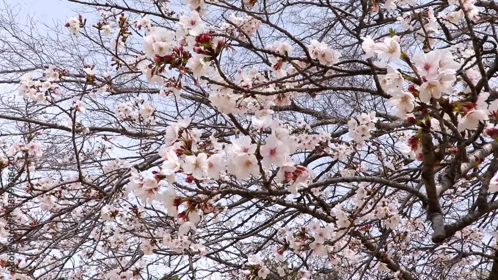 風に揺れる桜の花 風に揺れる桜の花