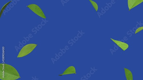 Leaves blowing, burst on blue screen background