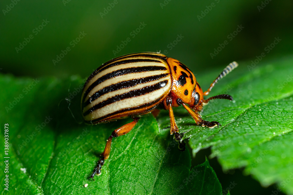 Fototapeta premium Beetle with distinct stripes exploring a green leaf under natural sunlight in a vibrant garden setting