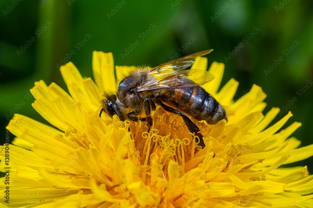 Bee on a dandelion flower, close-up. Yellow dandelion flowers in a clearing, pollination of flowers by insects. Natural spring background with bright flowers, selective focus. Bee on a dandelion flower, close-up. Yellow dandelion flowers in a clearing, pollination of flowers by insects. Natural spring background with bright flowers, selective focus.