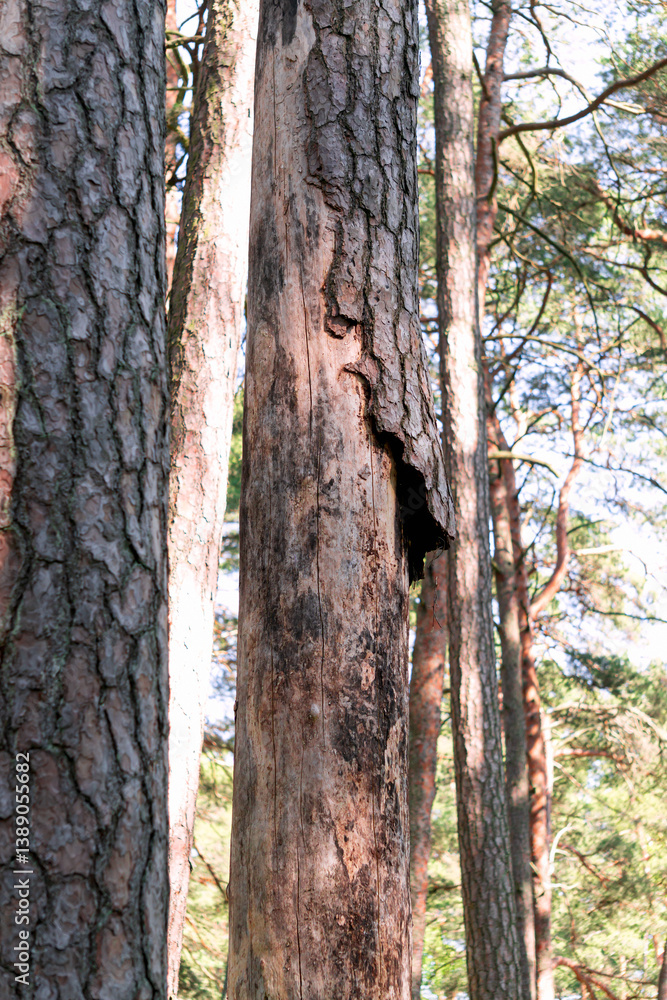 Obraz premium The bark of the pine tree is damaged by the bark beetle pest.