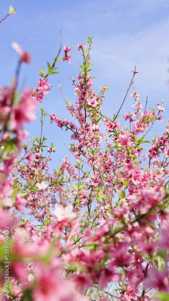 Peach blossoms against blue sky in spring