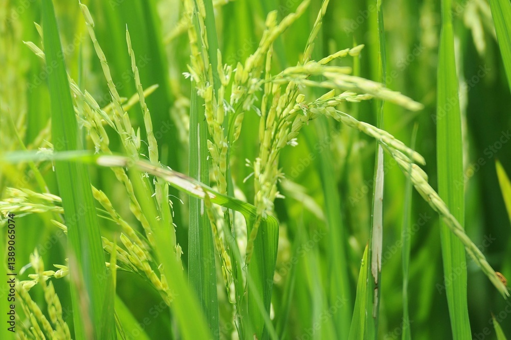green wheat field green wheat field