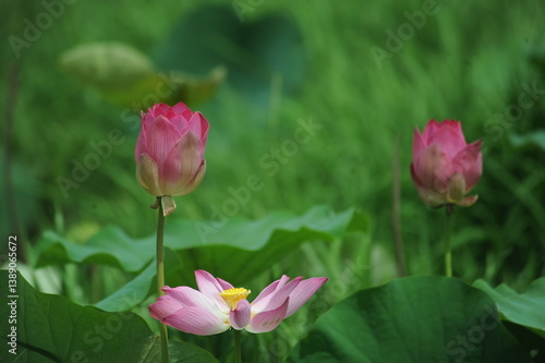 Beautiful flower in Garden.