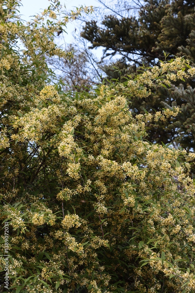 Obraz premium Yellow flowers of Prinsepia Sinensis tree - Rosaceae Family