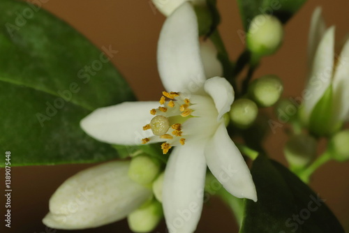 White tangerine flower close up