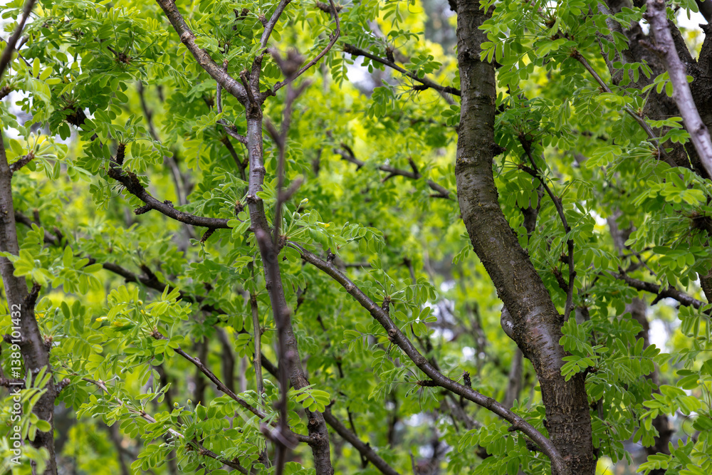 Fototapeta premium branches of acacia tree with green leaves