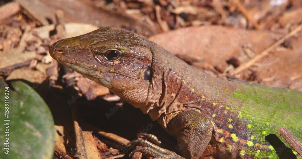 A close-up of an Ameiva lizard resting on the forest floor, warming up in the morning light of Peru’s Amazon. A close-up of an Ameiva lizard resting on the forest floor, warming up in the morning light of Peru’s Amazon.