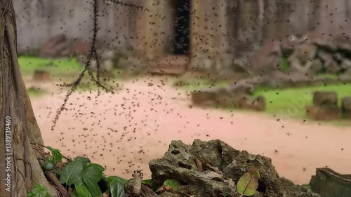 A swarm of flies (wild bees, wasps, midges) in the Ta Prohm temple area, Angkor Wat, Cambodia. Closeup. Slow mo, slow motion, high speed camera, 200fps