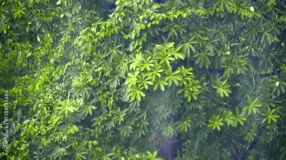 Plumeria (frangipani) under heavy rain stands in full green color during the vegetation period waiting for blossoming to begin, Cambodia. Slow mo, slow motion, high speed camera, 200fps Plumeria (frangipani) under heavy rain stands in full green color during the vegetation period waiting for blossoming to begin, Cambodia. Slow mo, slow motion, high speed camera, 200fps