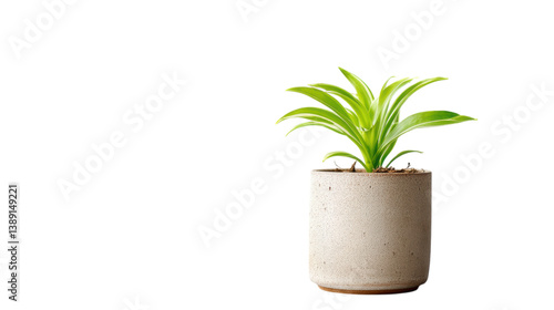 isolated transparent Background. green plant in ceramic pot adds touch of minimal aesthetic to any space