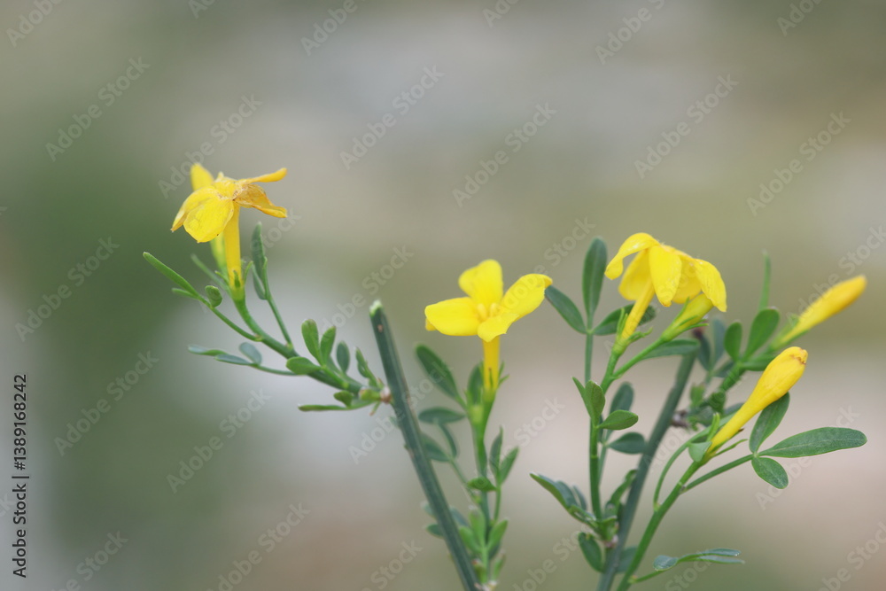 Fototapeta premium chrysojasminum fruticans (Common yellow jasmine) 