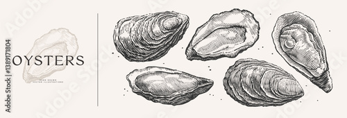 Large set of oysters. Seafood hand-drawn in engraving style. Perfect for use in seafood branding, menus, restaurant decor, marine designs, or packaging concepts.