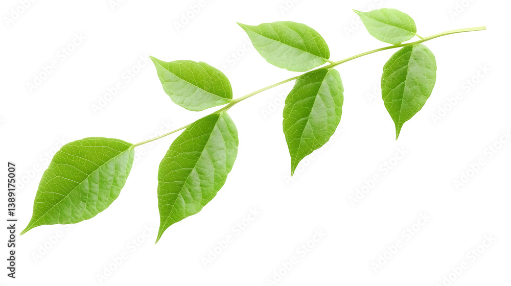 Isolated Green Leaf Branch On Black Background Realistic Illustration Isolated Green Leaf Branch On Black Background Realistic Illustration