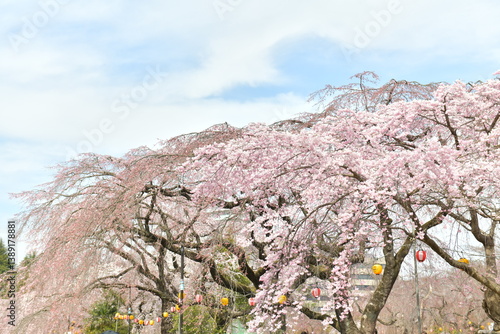 Cherry blossom viewing scene in Japan,Cherry blossom viewing spot in Japan