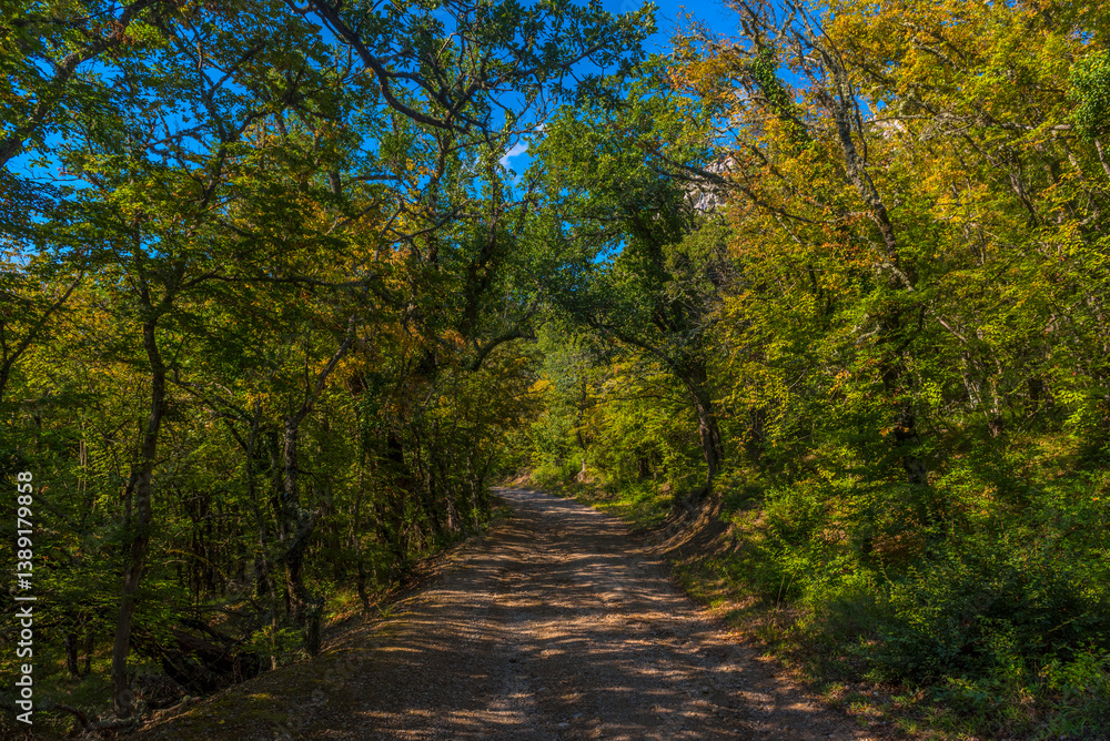Fototapeta premium a forest road stretching into the distance and surrounded by dense green trees. of the Baydarskaya Valley, Inkerman or other natural areas surrounding Sevastopol.